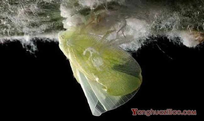 碧蛾蜡蝉（蜡蝉科）