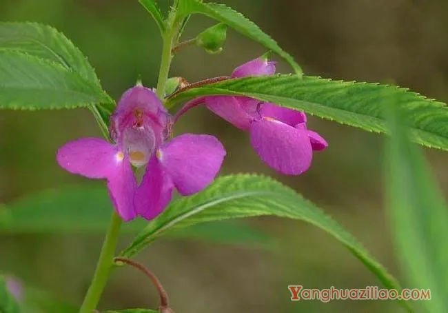 凤仙花（凤仙花科）