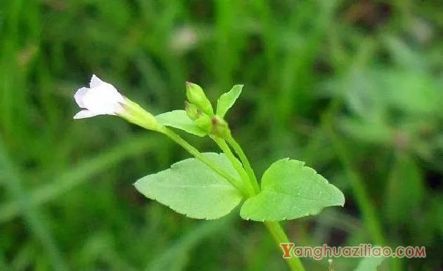 陌上菜（玄参科）