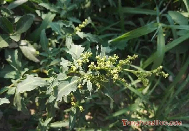 灰绿藜（藜科）