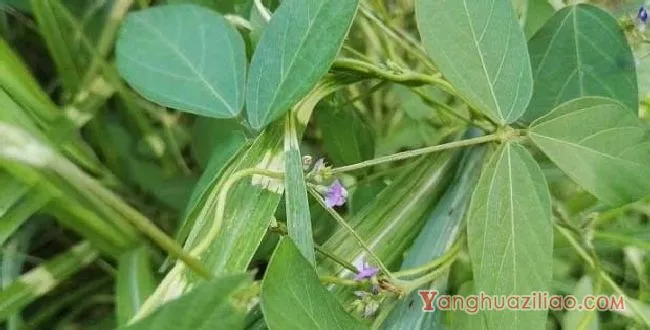 野大豆（豆科）