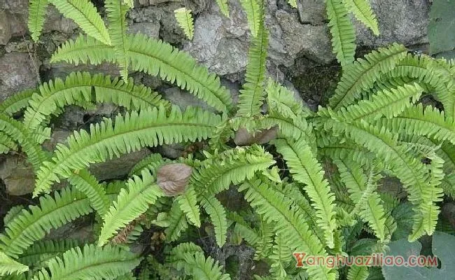 蜈蚣草（凤尾蕨科）