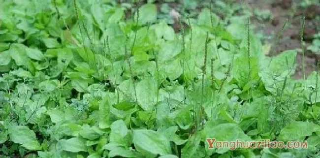 车前草（车前科）
