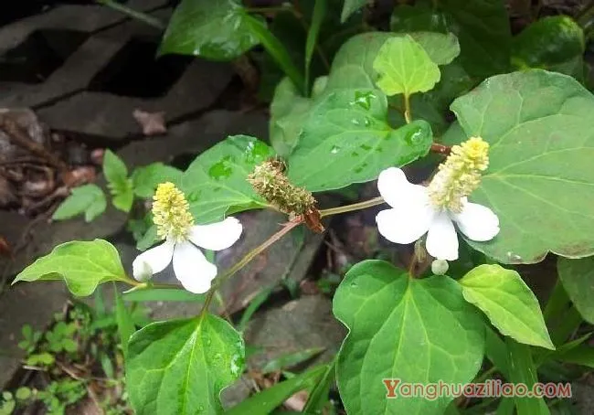 蕺菜(三白草科) 蕺菜(三白草科)
