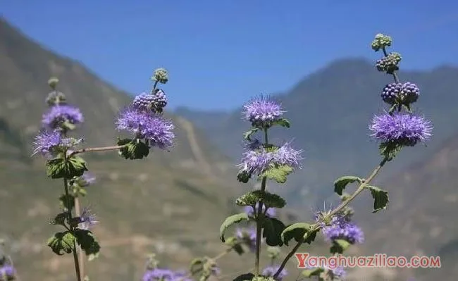 兰香草（马鞭草科）