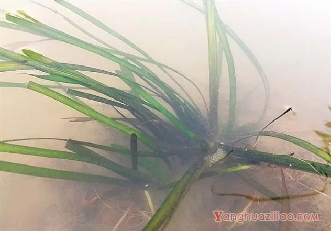 苦草（水鳖科）